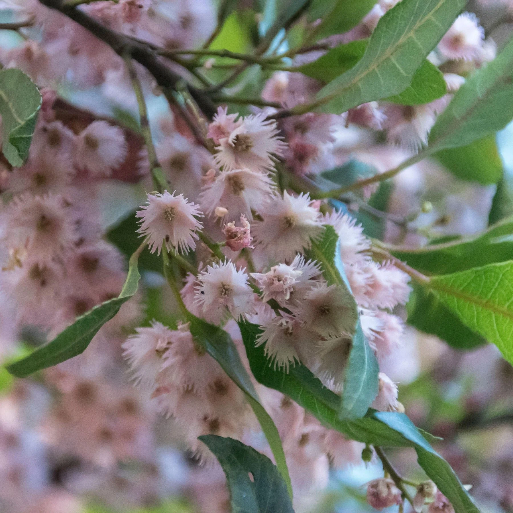 Brighton- Coming Soon