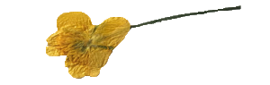 ffff4.png