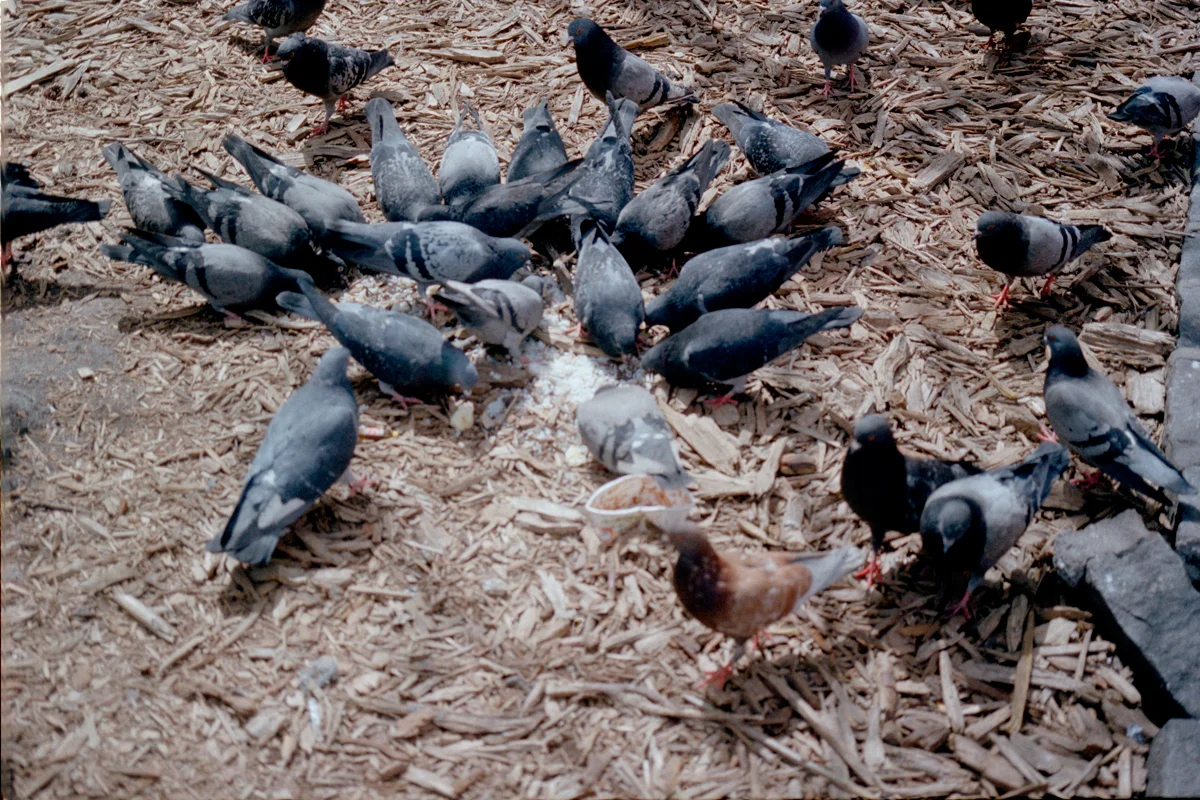 birds067.jpg