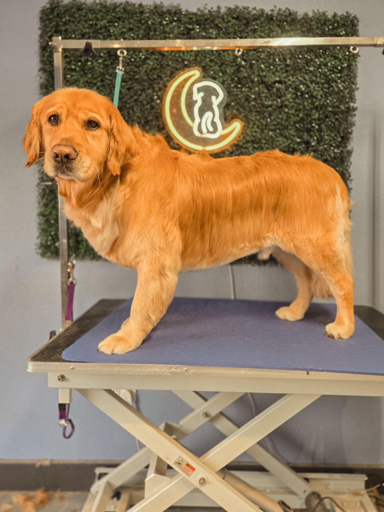 dog-grooming-west-linn-safe-and-hound1.jpg