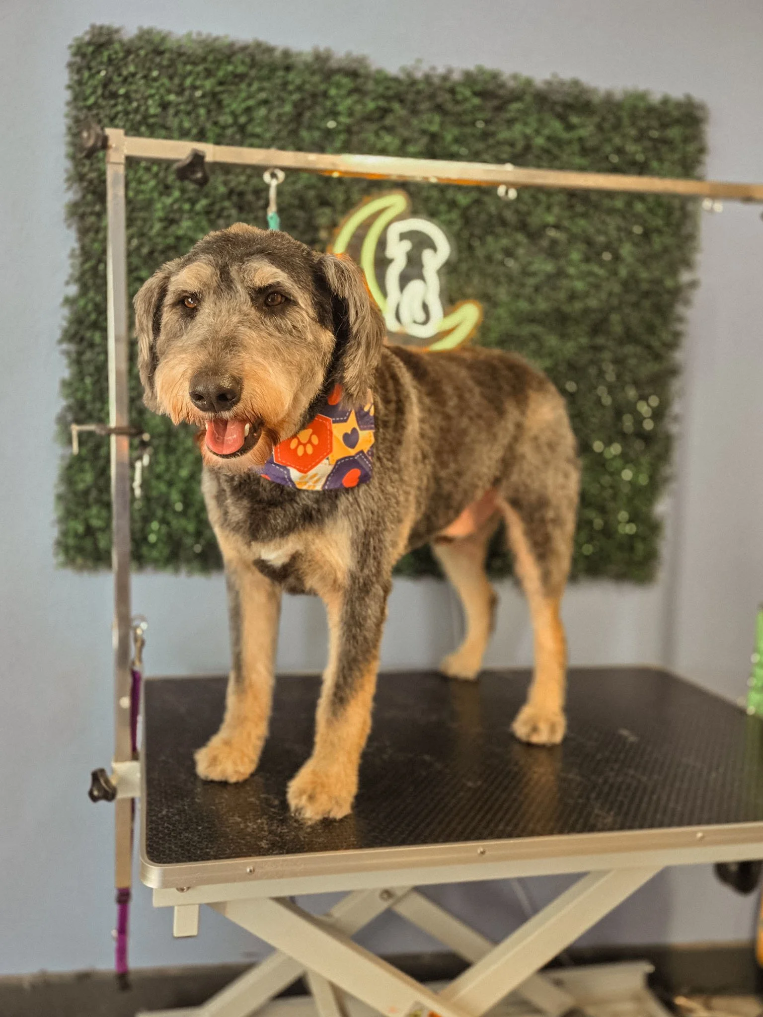 dog-grooming-west-linn-safe-and-hound6.jpg
