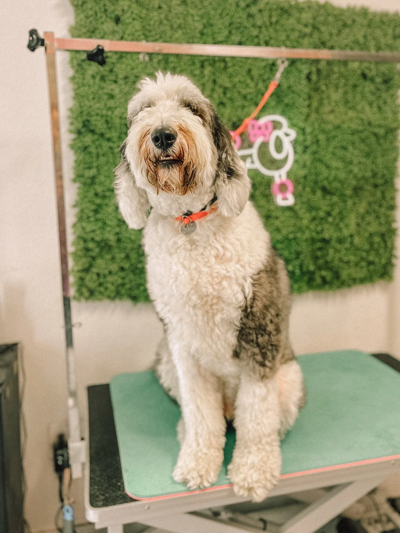 safe-and-hound-grooming-services2.jpg