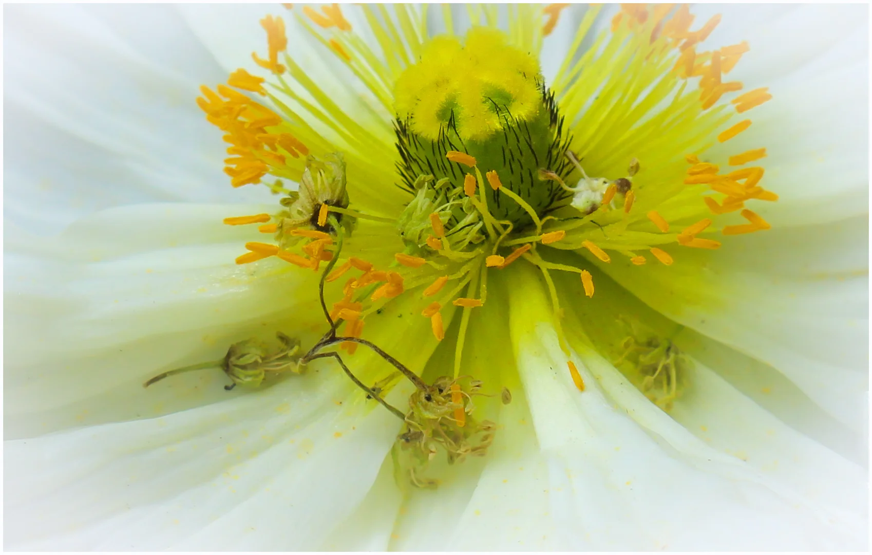 HEART OF A POPPY - DIANE PARMAN - MERIT