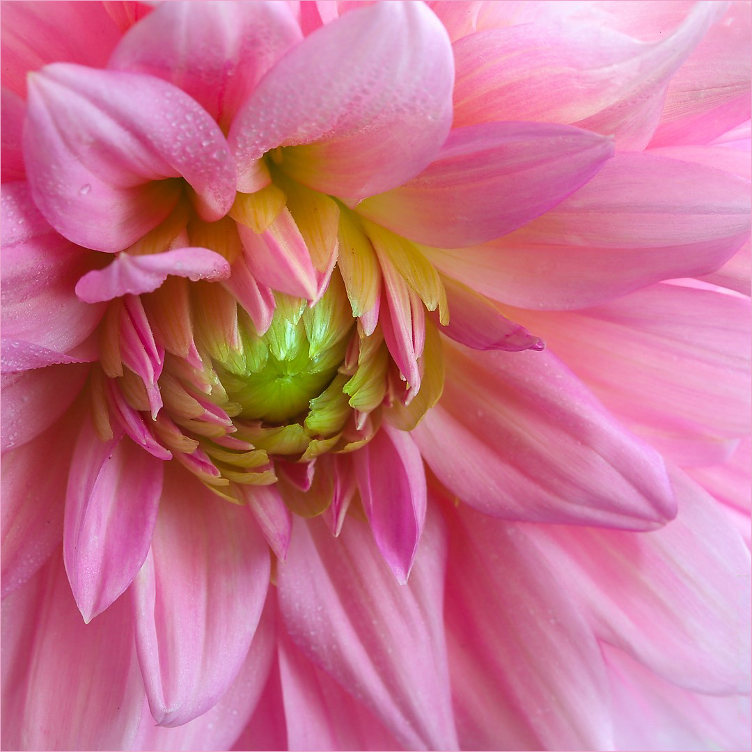 PINK DAHLIA - DIANE PARMAN - HONOUR