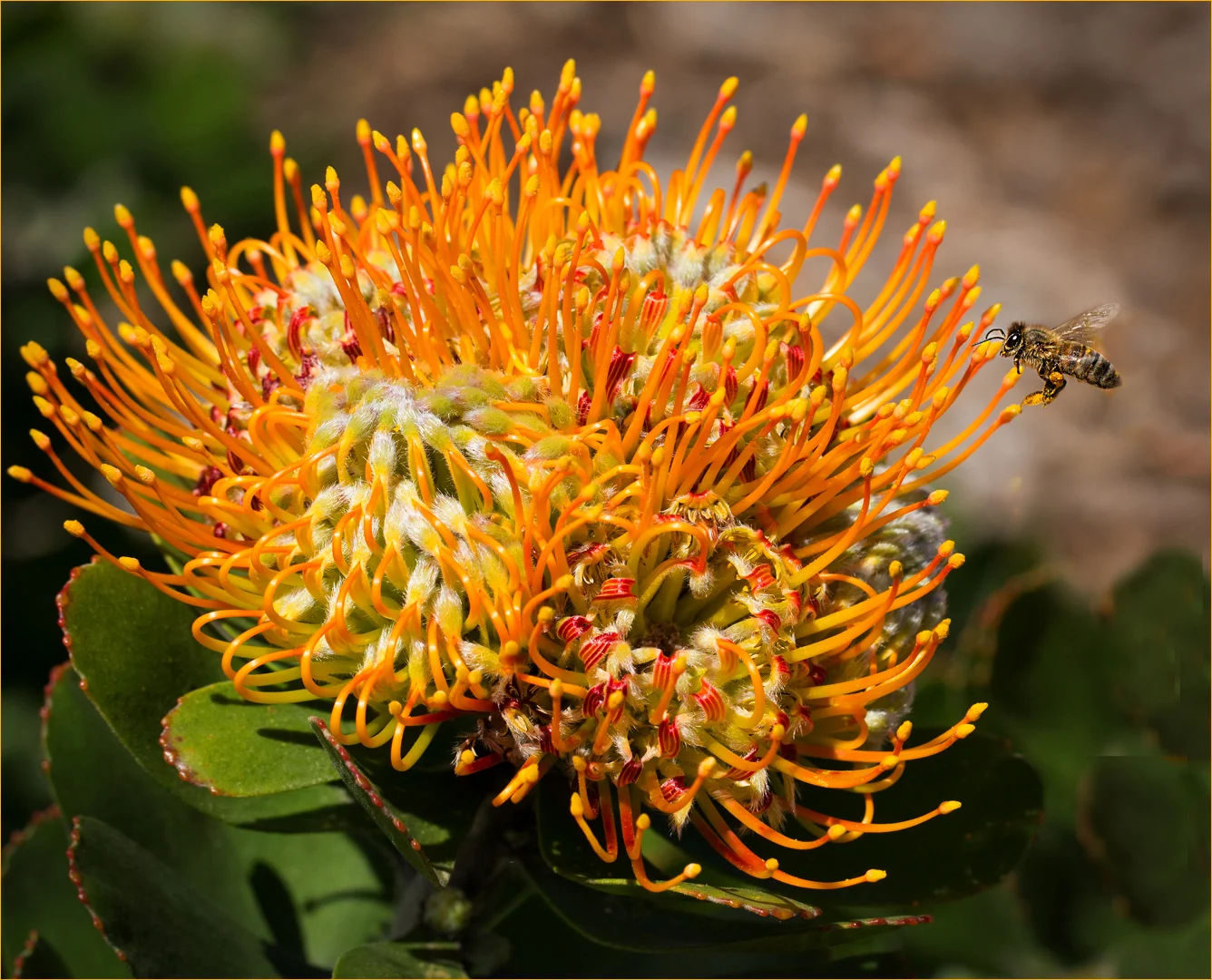 ORANGE PROTEA - BRENDA JONES - MERIT