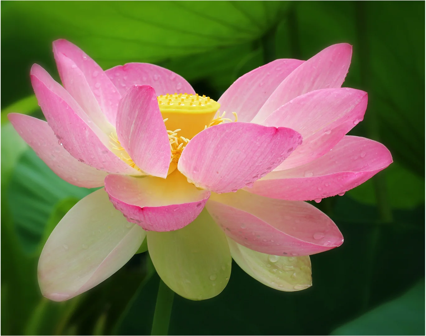 SACRED LOTUS - BRENDA JONES - HONOUR