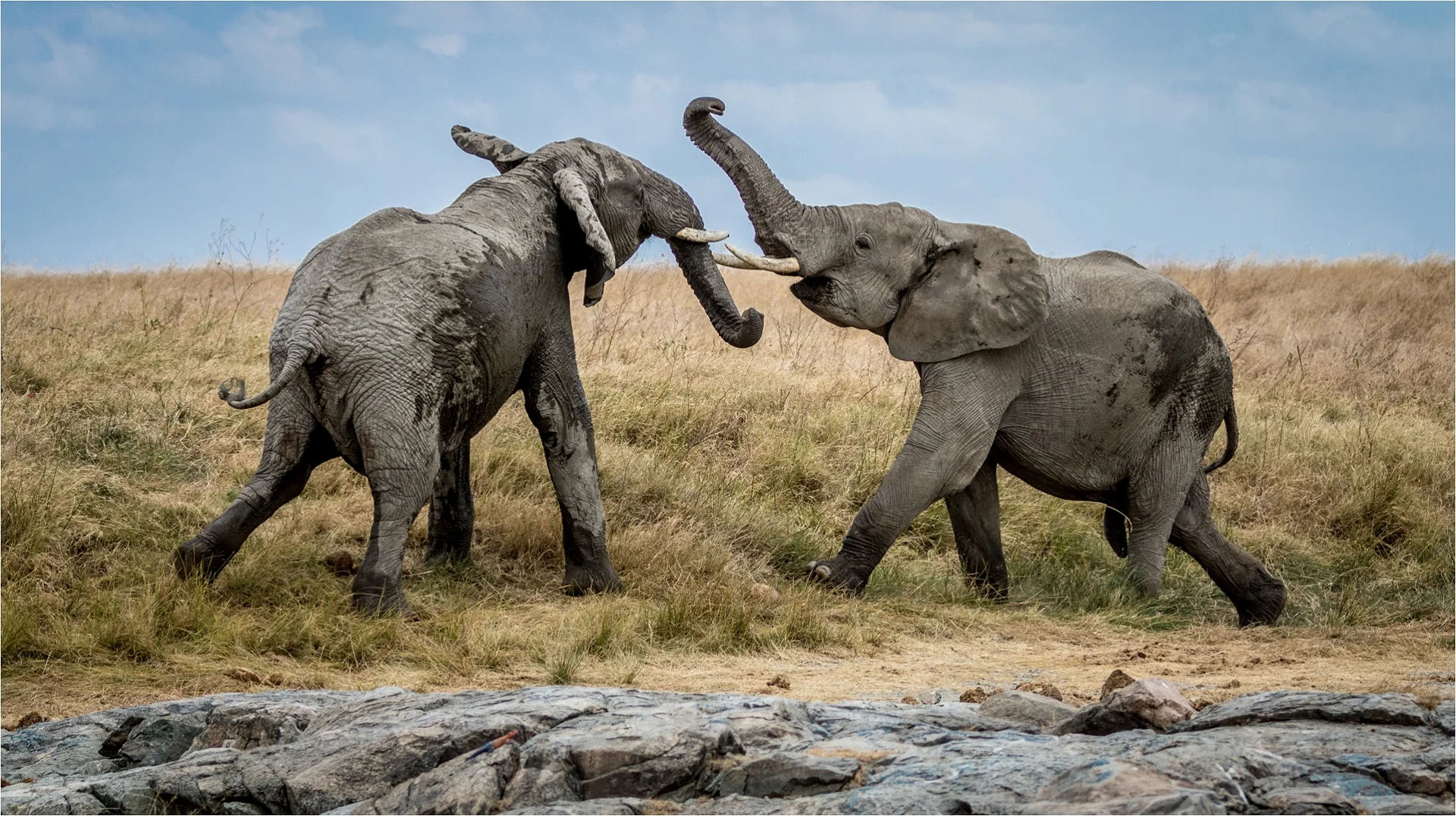 Young bulls sparring - Geraldine Riggs - Honour