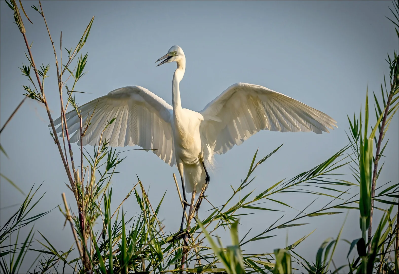 Flying home - Geraldine Riggs - Merit