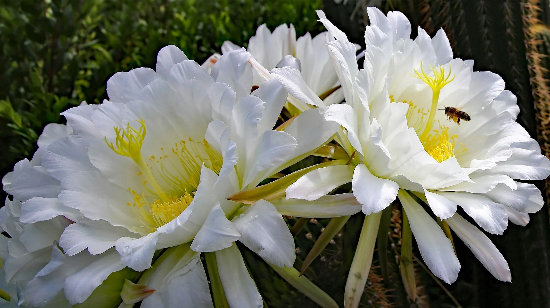 Garden Cactus - Denise Tidswell - Honour