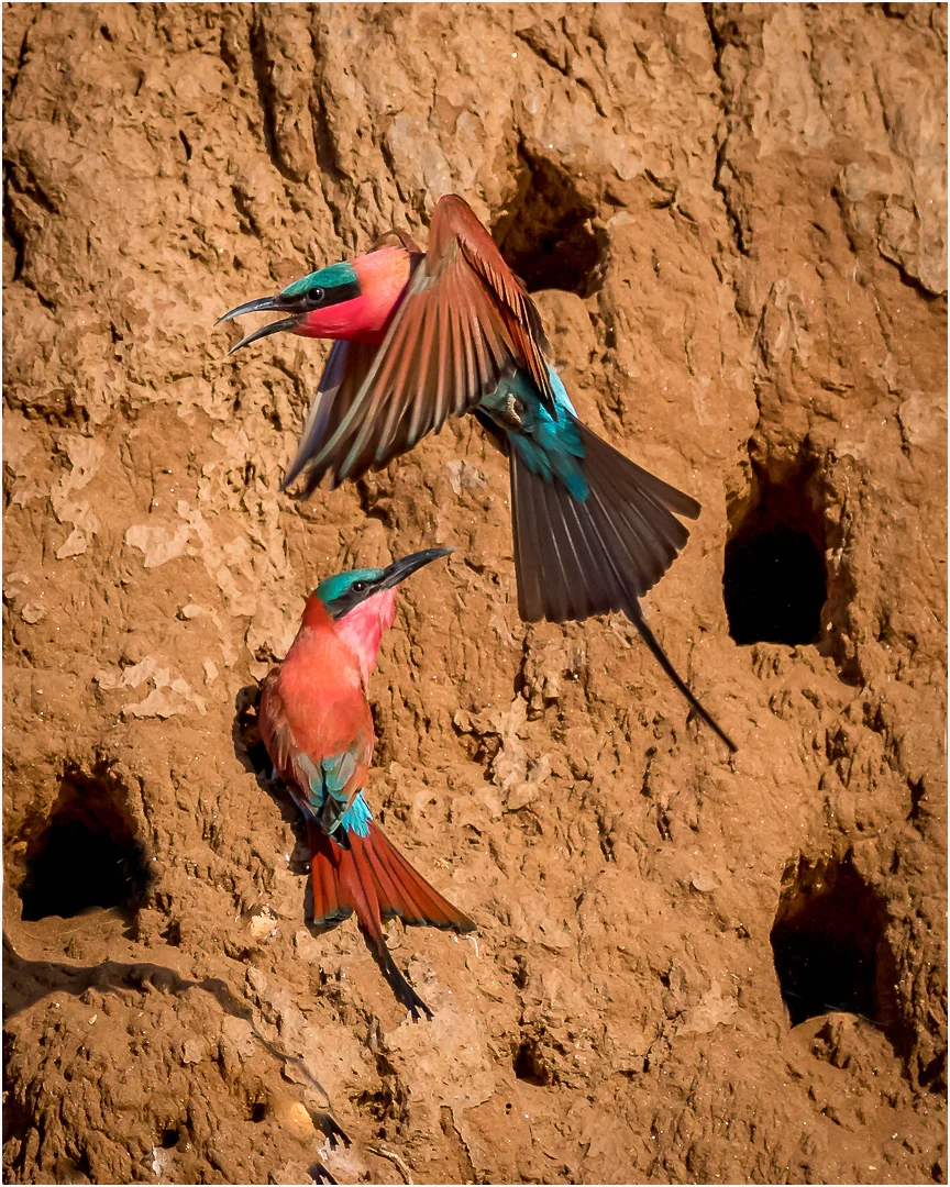 Nesting Bee-eaters - Geraldine Riggs - Honour