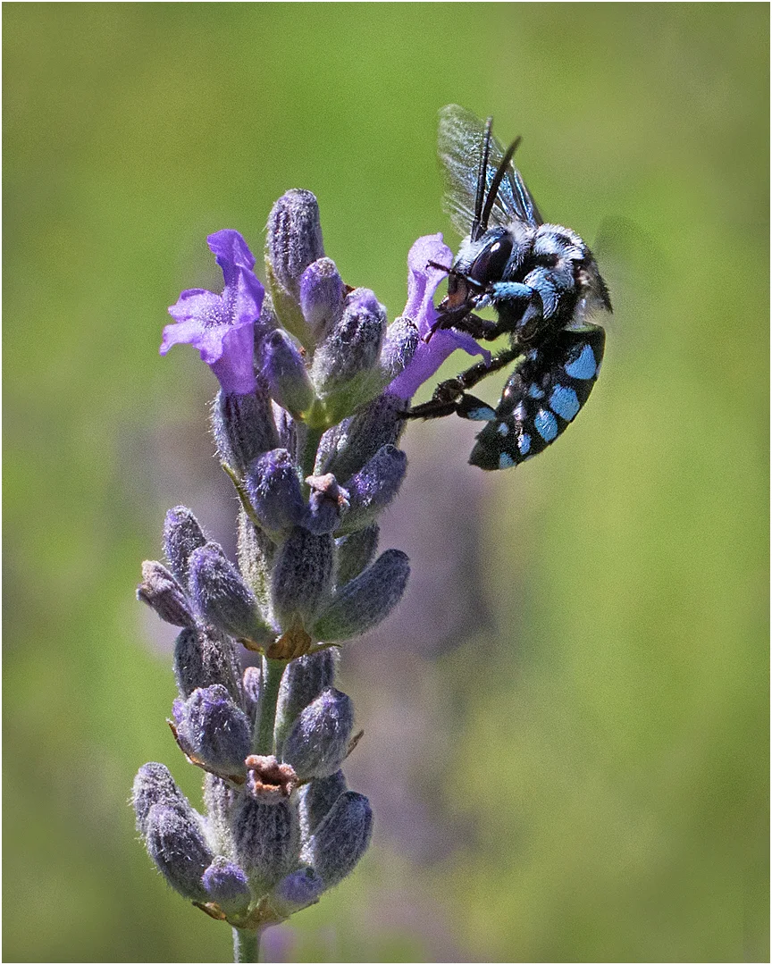 Neon cuckoo bee - Brenda Jones - Distinction