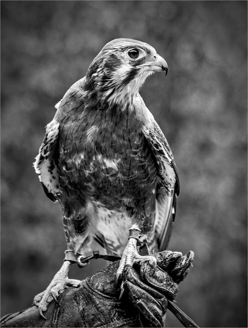 A Bird in the Hand - Brenda Jones - Honour