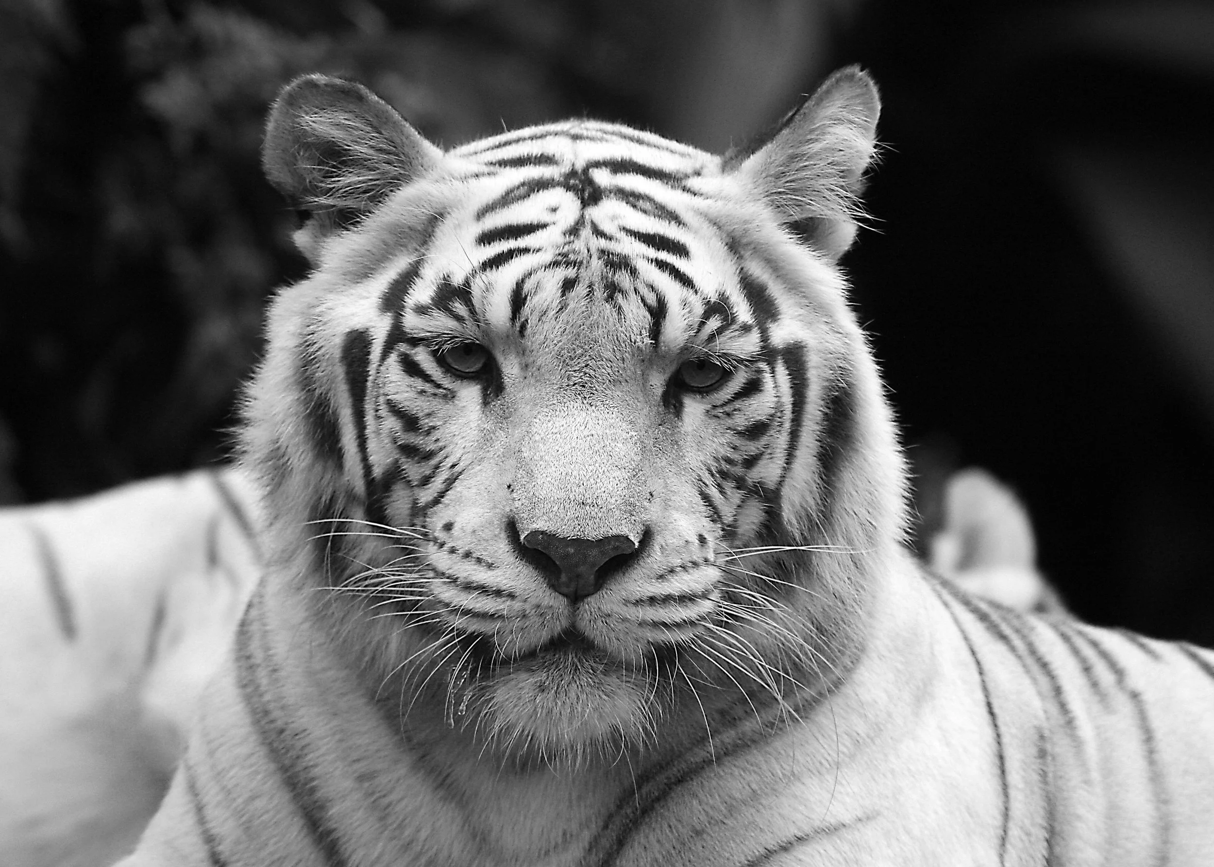 Up Close and Harmless - Denise Tidswell - Merit