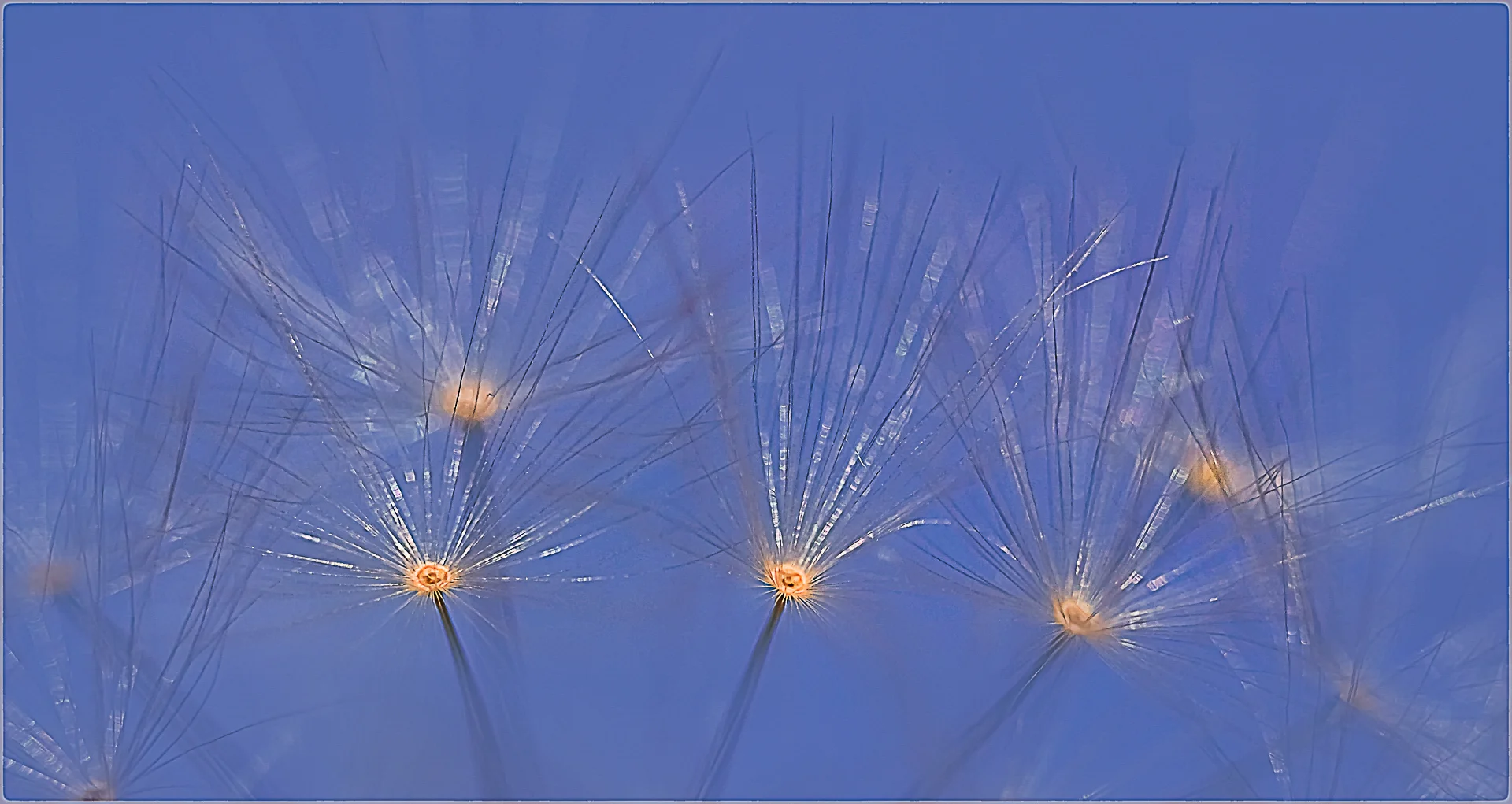 Blowing in the Wind - Dianne Parman - Honour