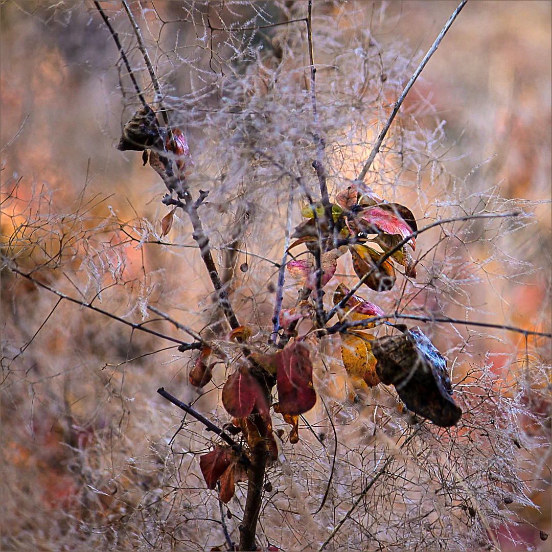 Impressions of Autumn - Dianne Parman - Merit