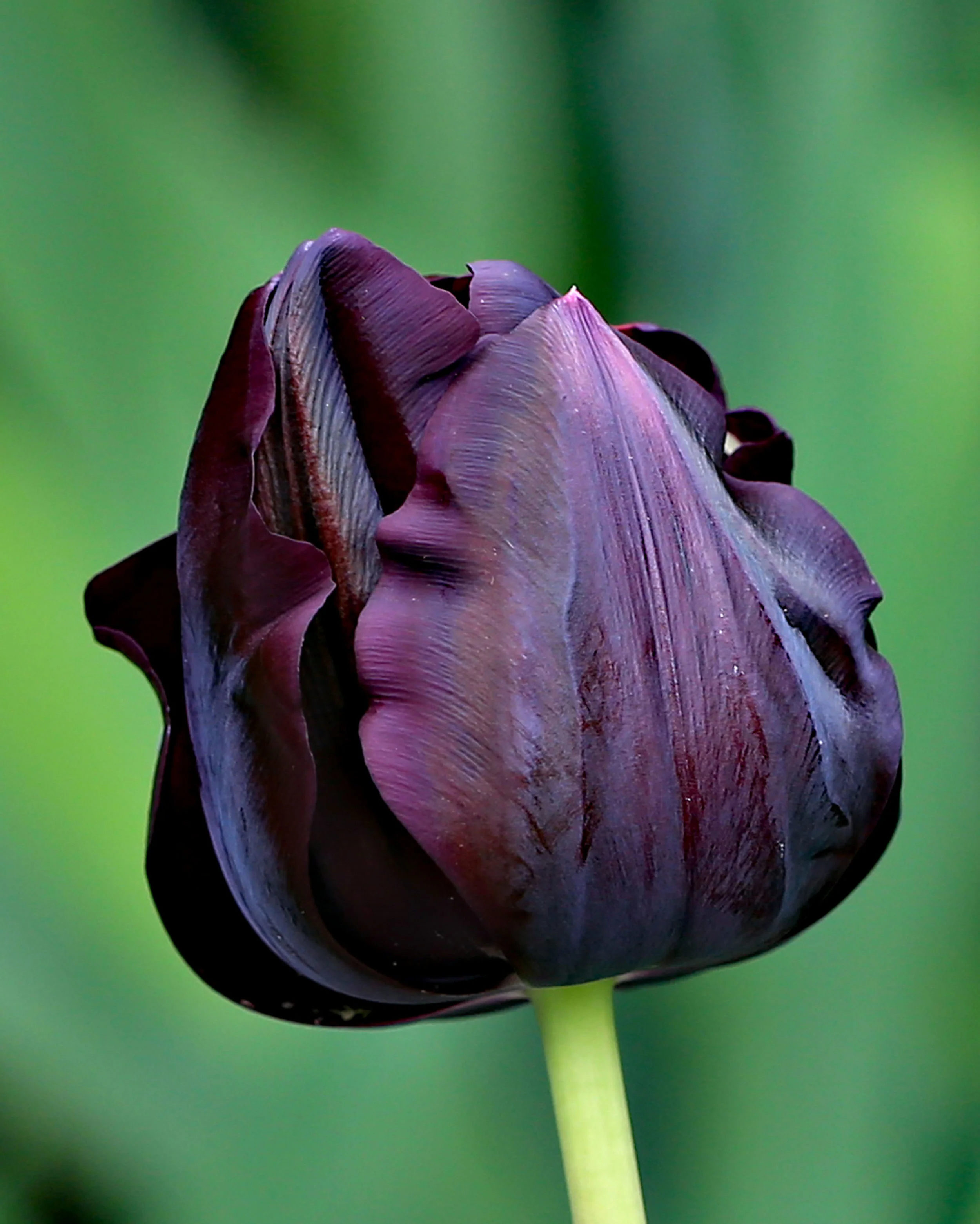 Spring Bloom - Denise Tidswell - Honour