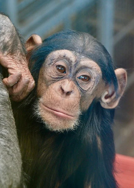 Suir - Michelle Lieneman - Merit