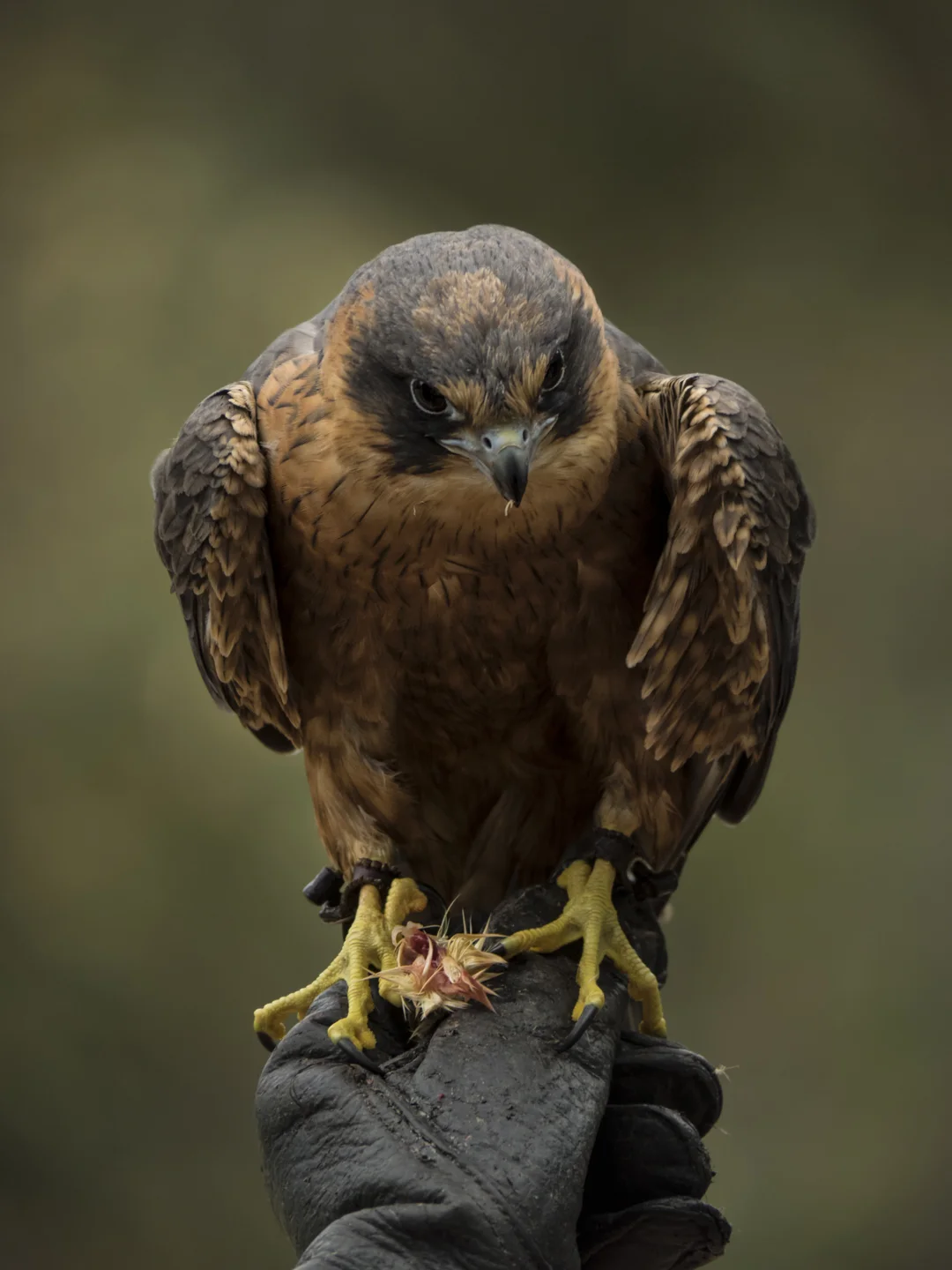 The Falcon - Jackie Allender - Merit