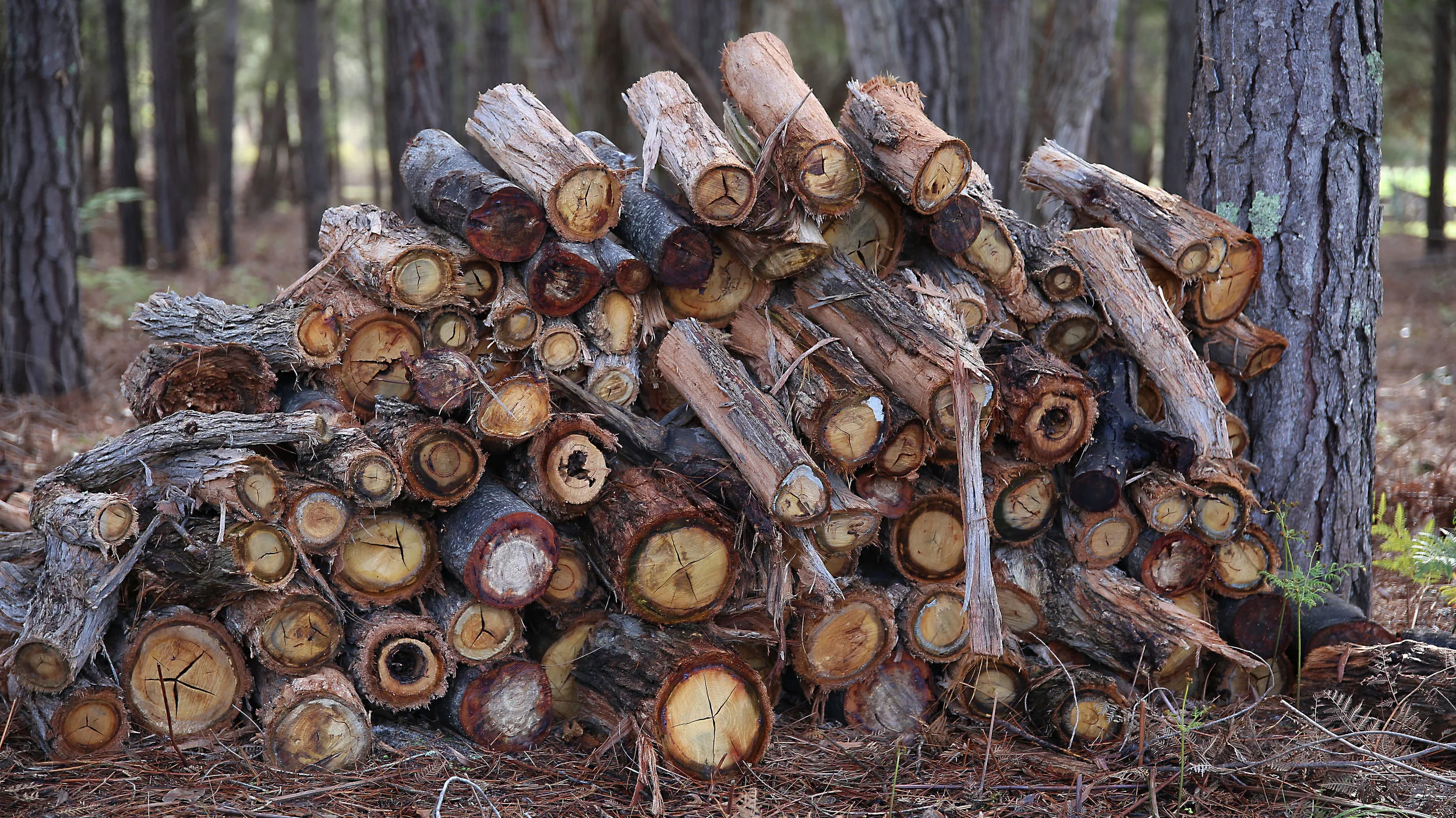 Winter Fuel - Denise Tidswell - Merit