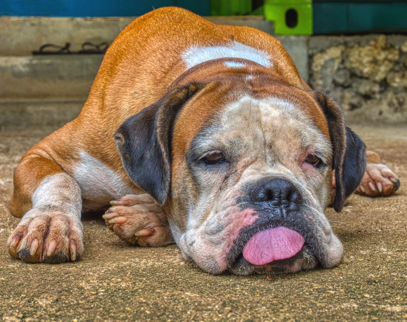 A Dogs Day - David Sandison - Merit