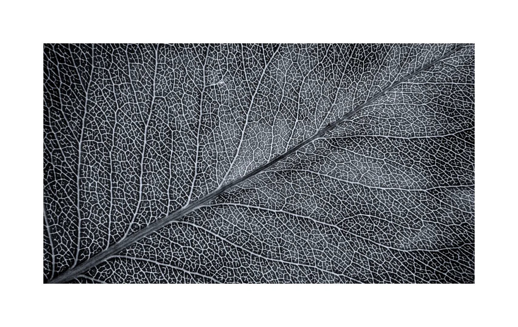 The Hymn of Life - Distinction - Mohit Bhatia