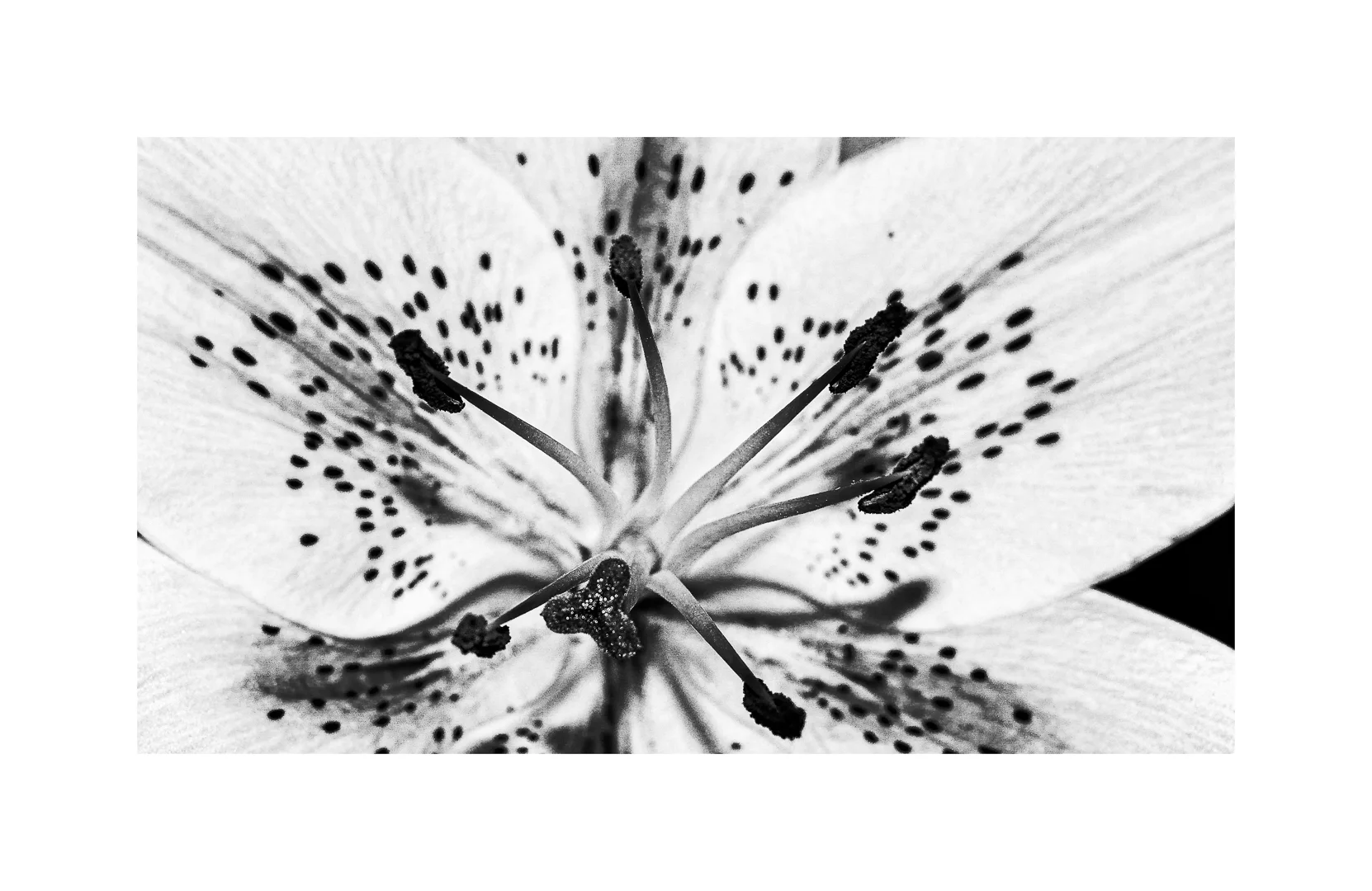 Life in Black and White - Mohit Bhatia - Merit