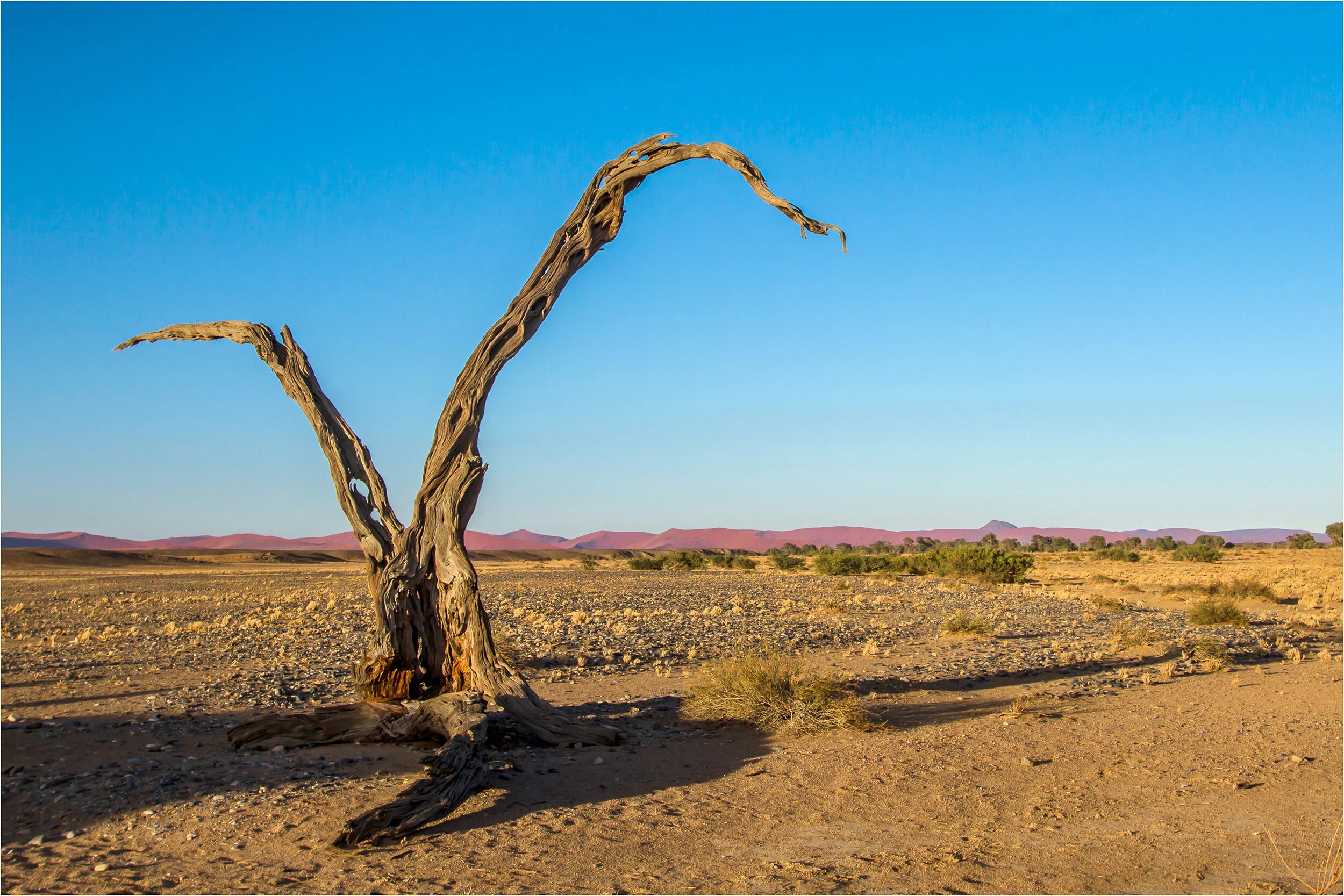 ancient tree in an ancient desert