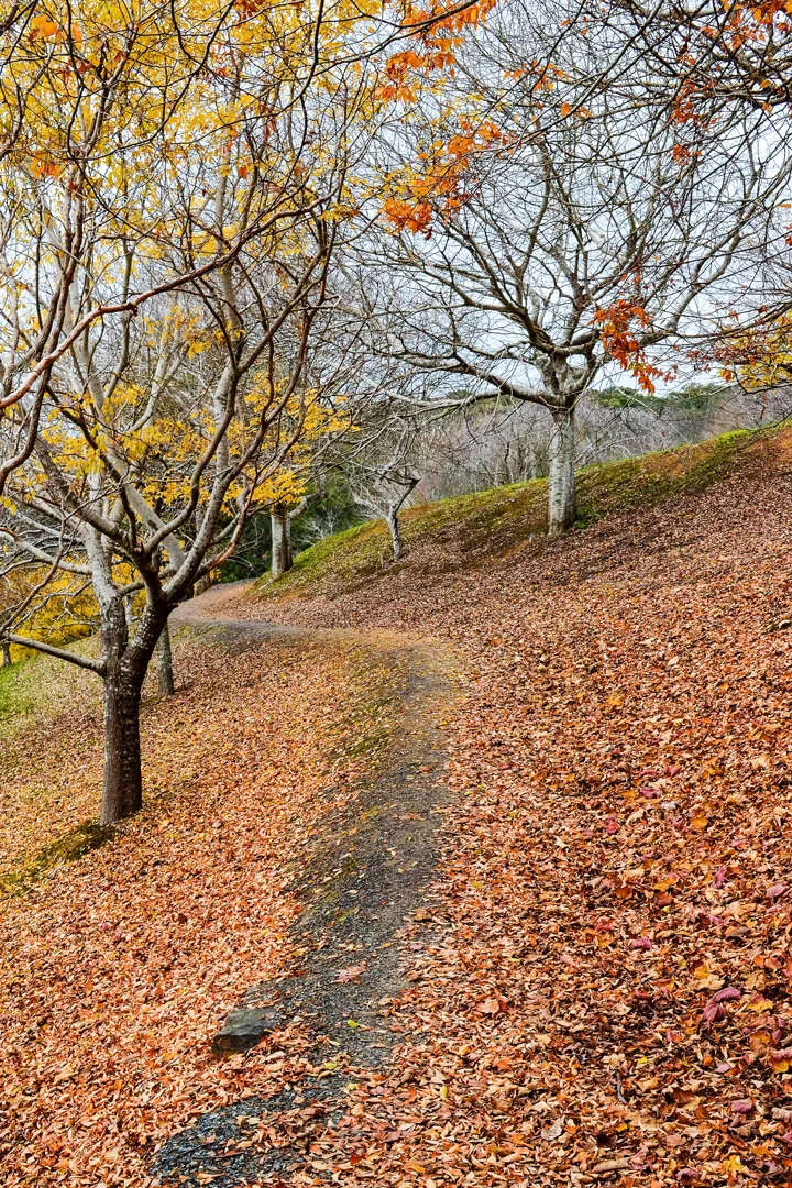 autumn path