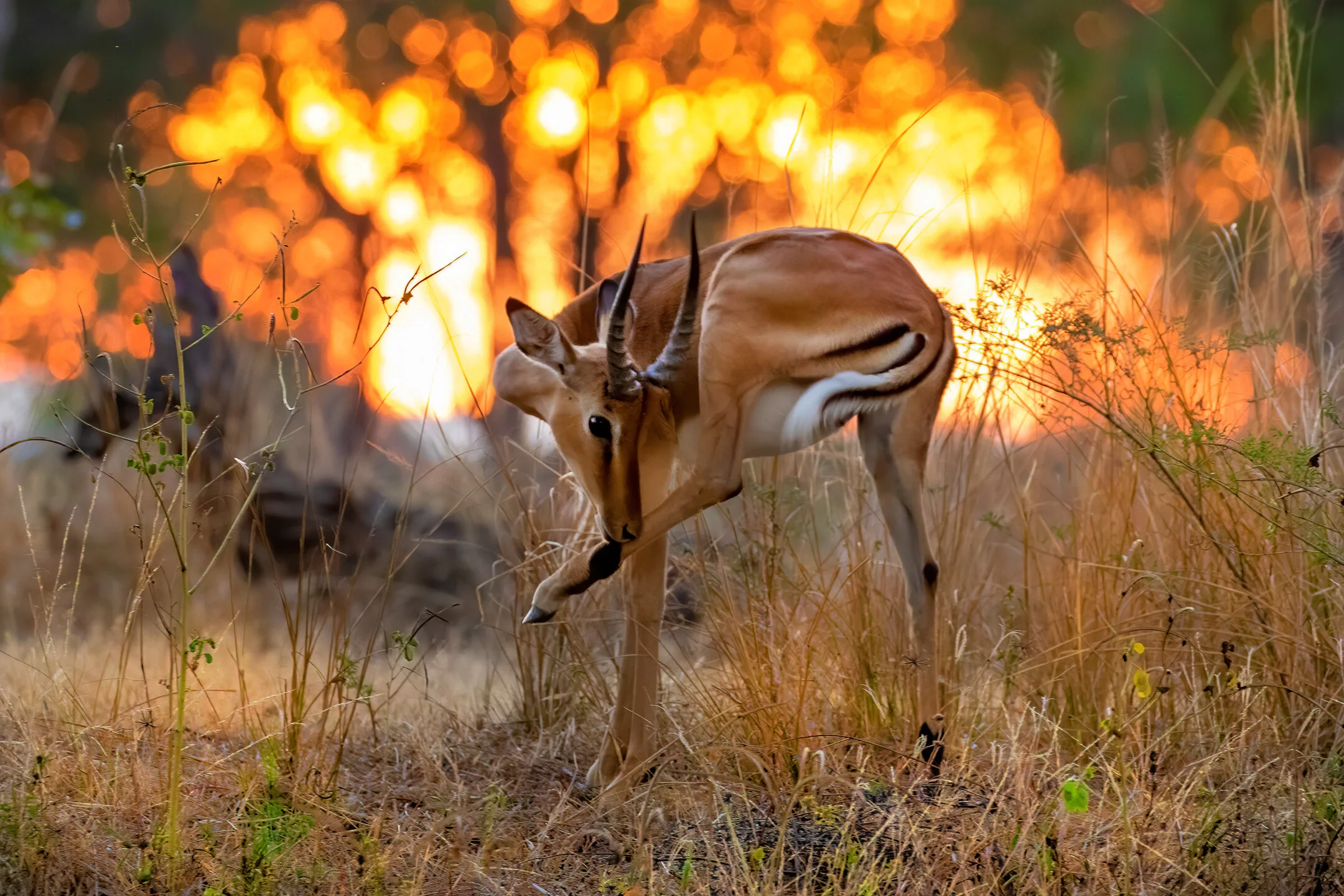 gazelle at dusk