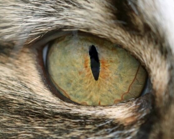 i've got the eye of the...