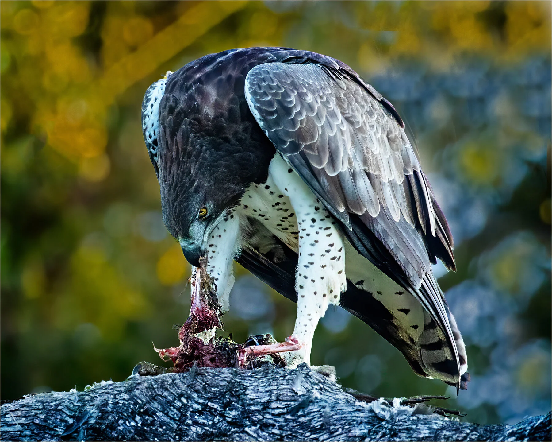 martial eagle feeding