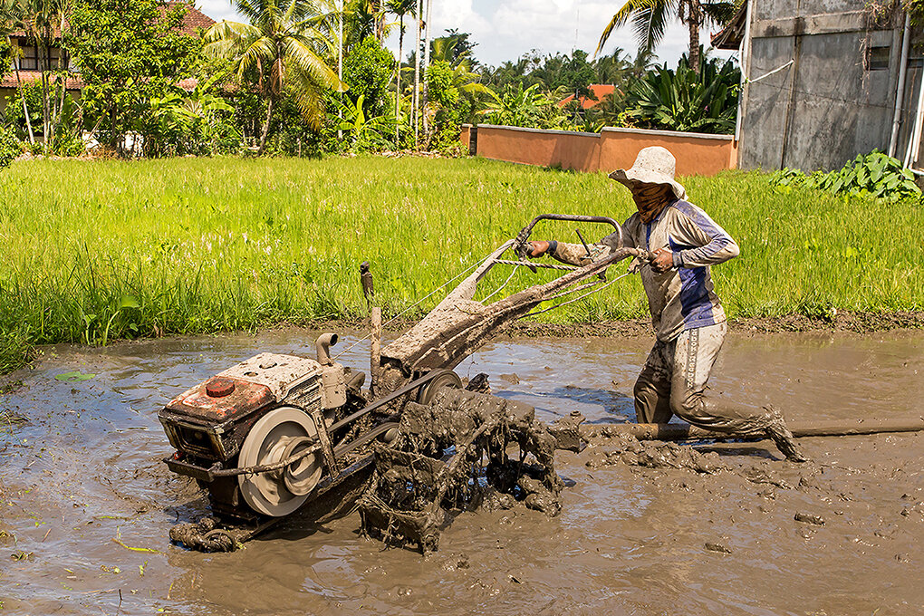 tilling the rice field