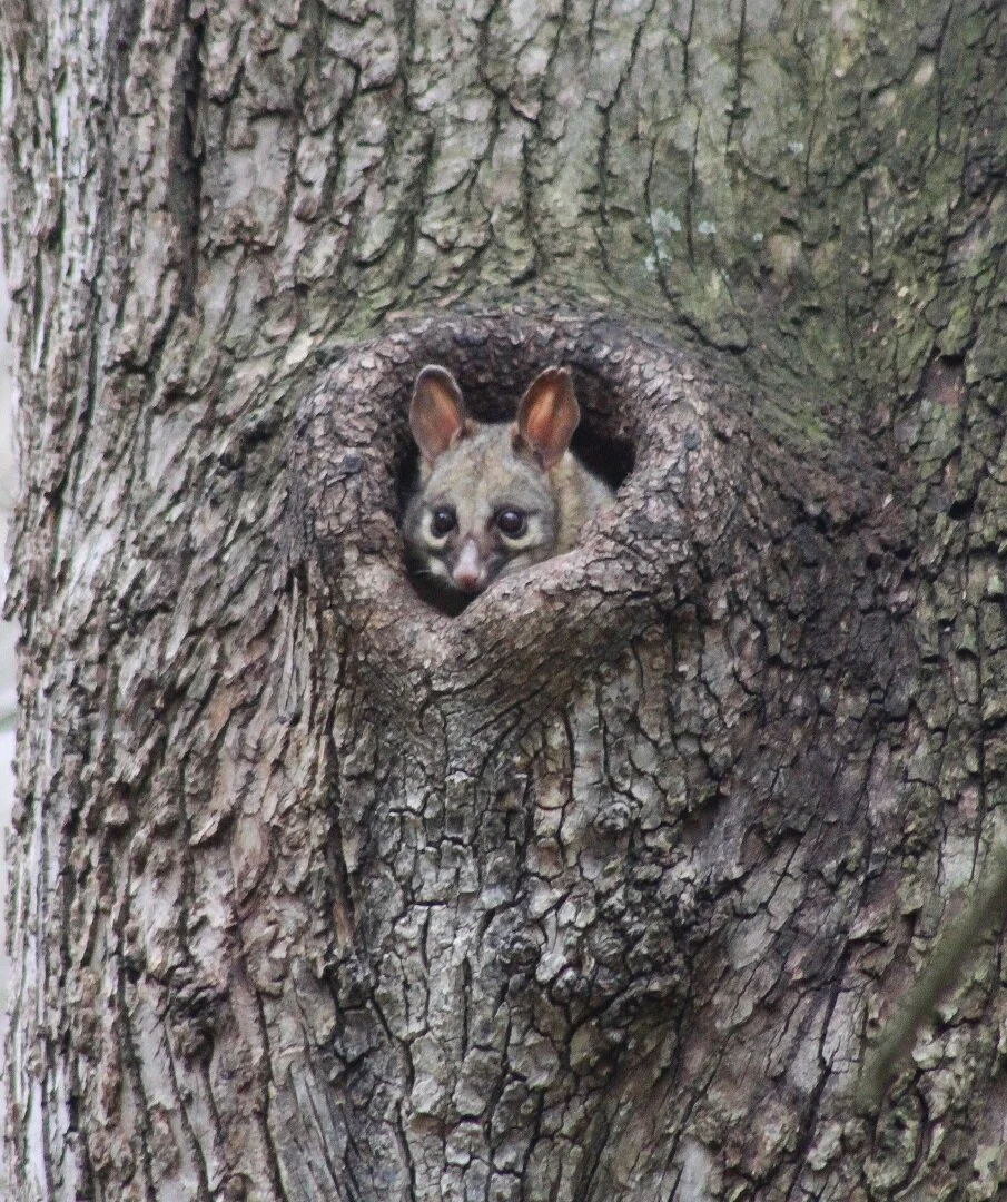 Peek-a-boo - Justine Evans - Distinction