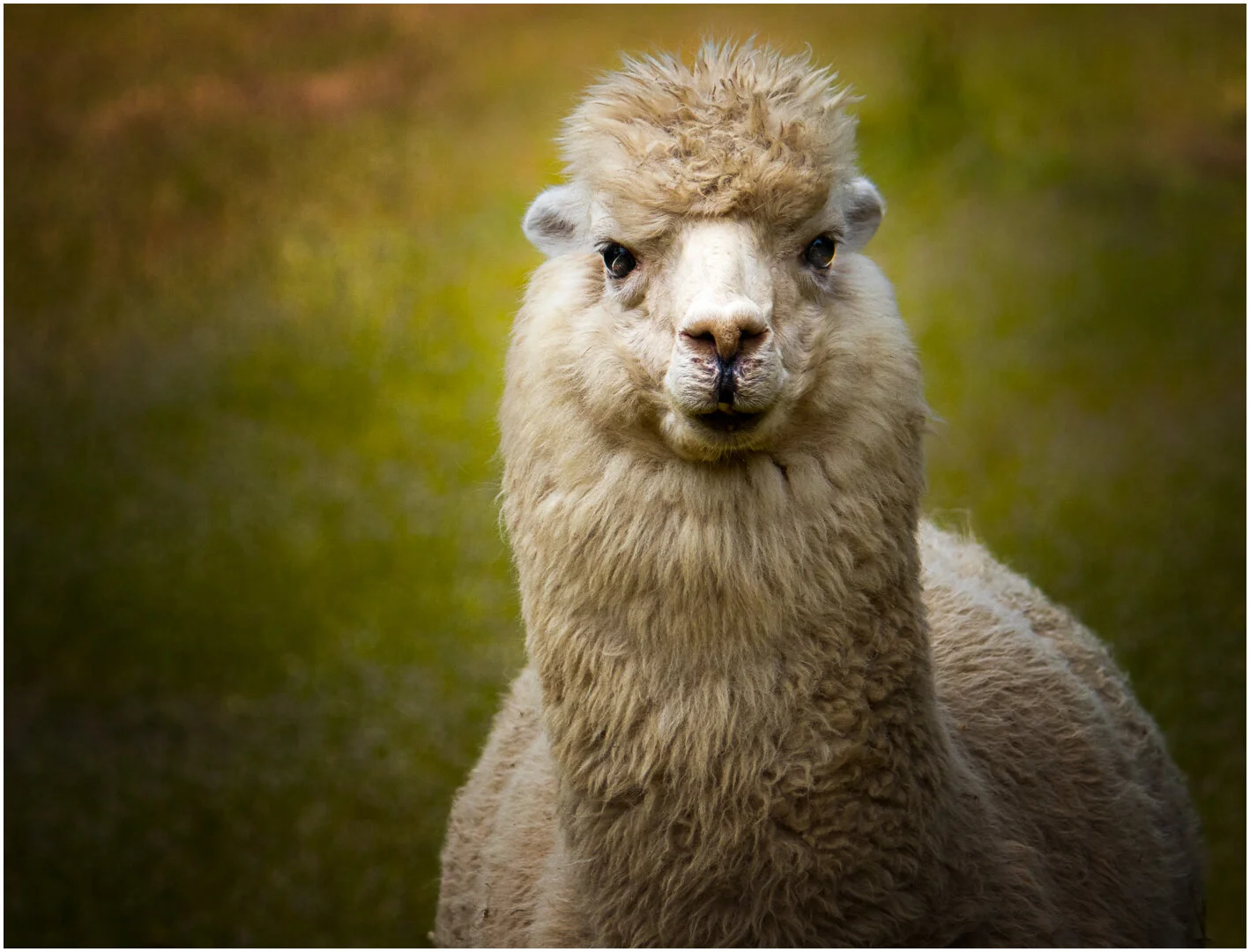 Alpaca - Dianne Parman - Honour