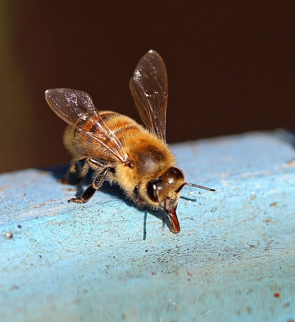 Drone - Denise Tidswell - Honour