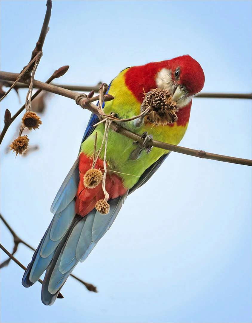 Time for a snack - Brenda Jones - Merit