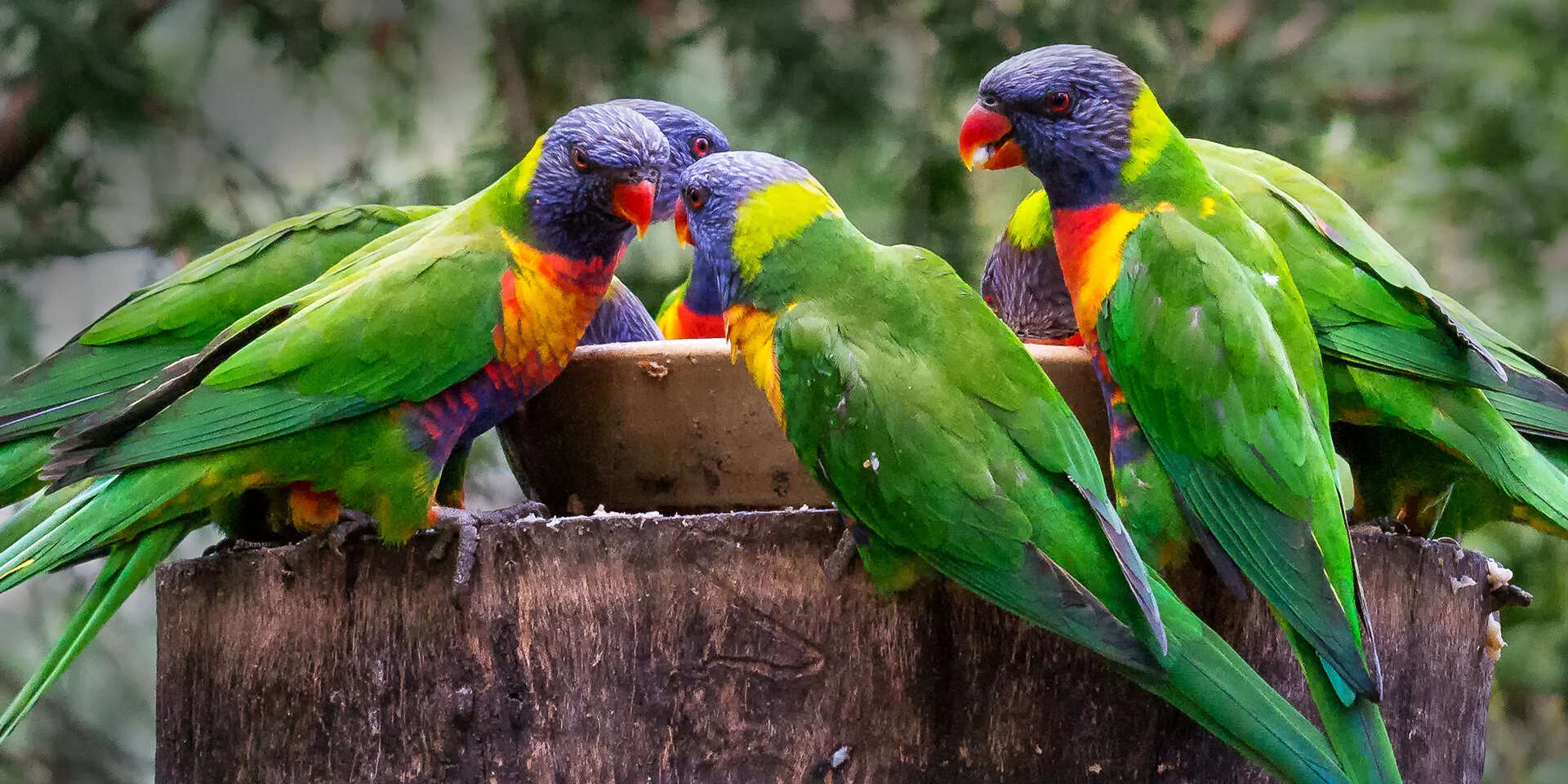 Where are your manners - Cathy Cates - Honour