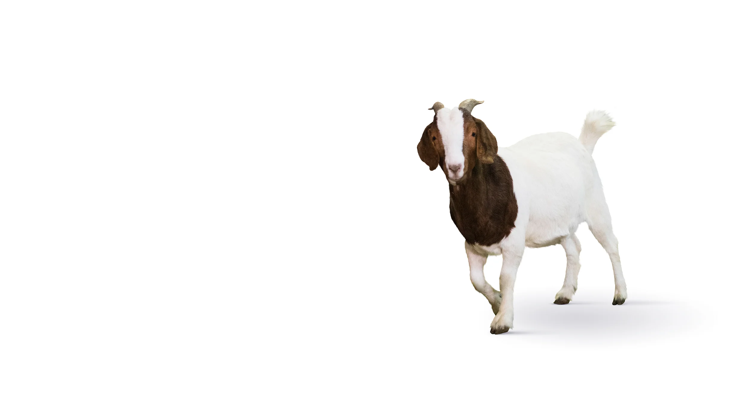 boergeit_banner_ny.jpg
