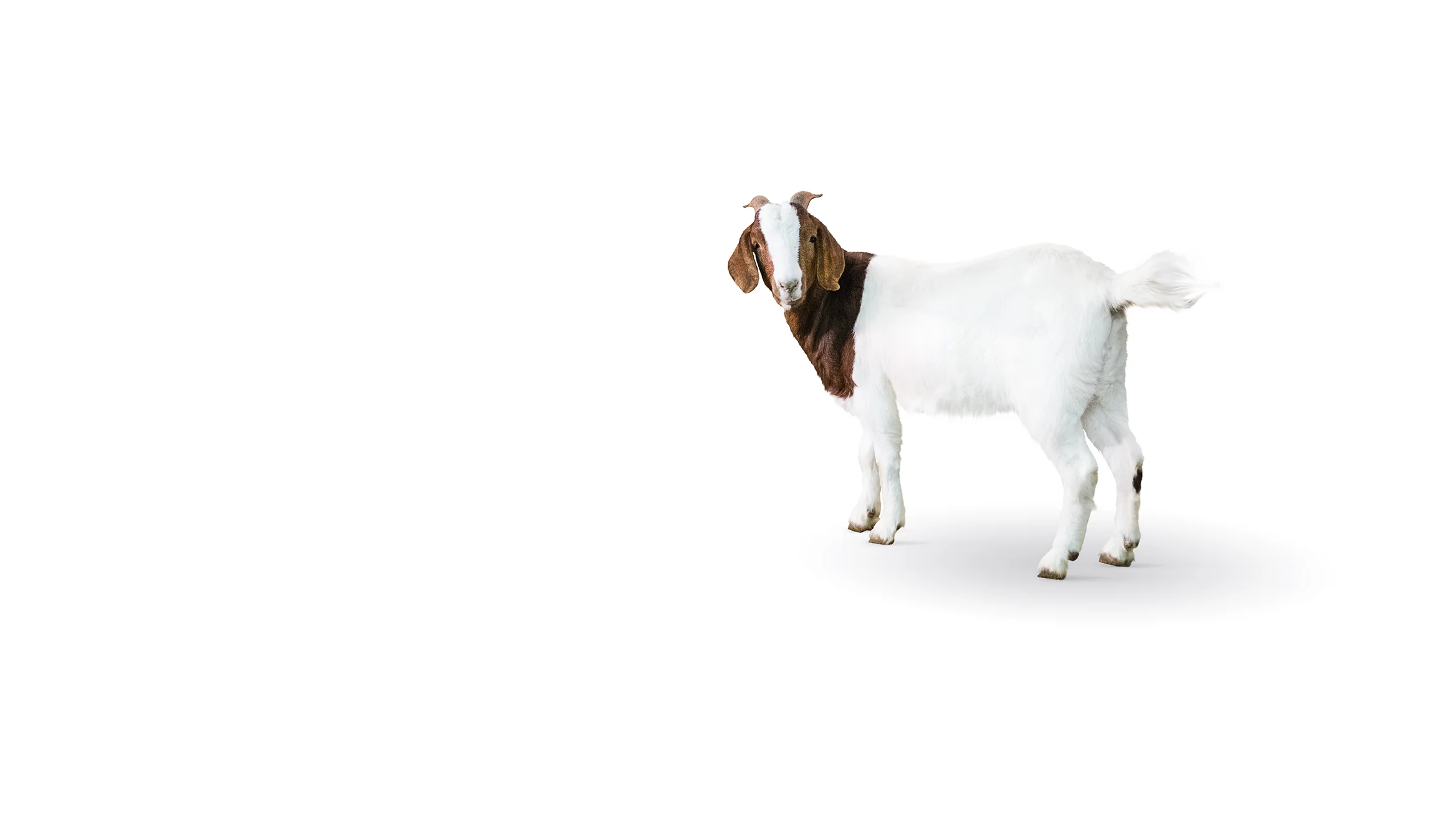 livdyr_banner_ny.jpg