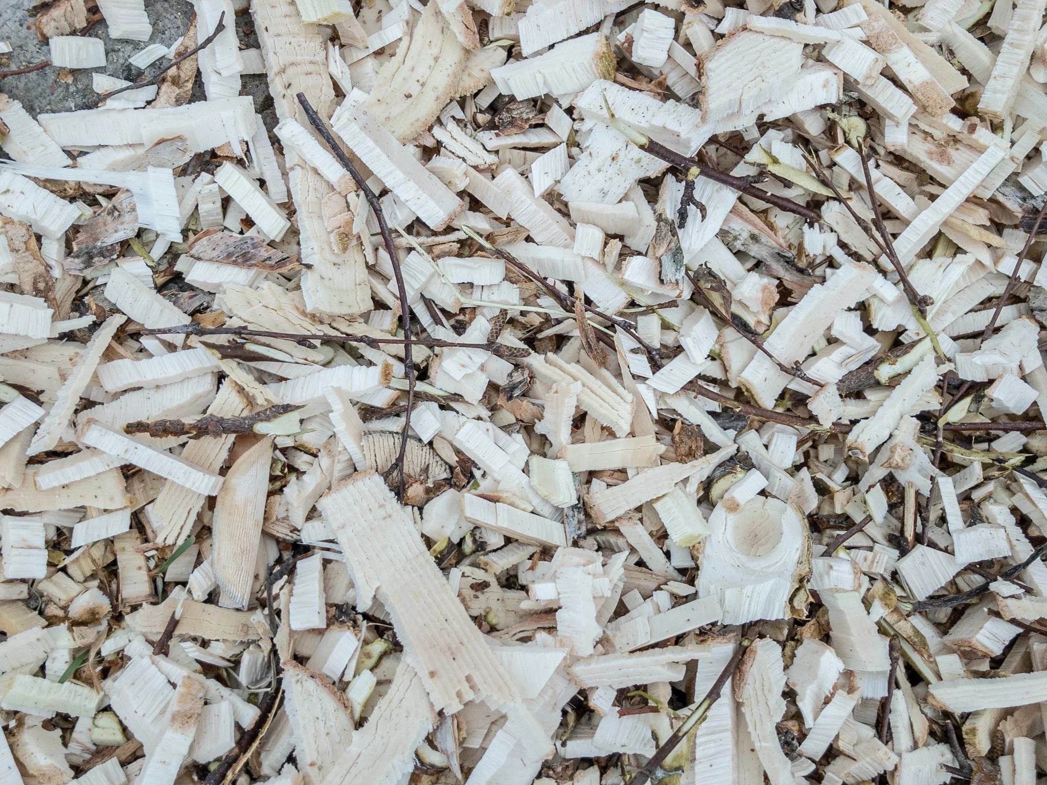 Kvist til glede eller besvær? (film)