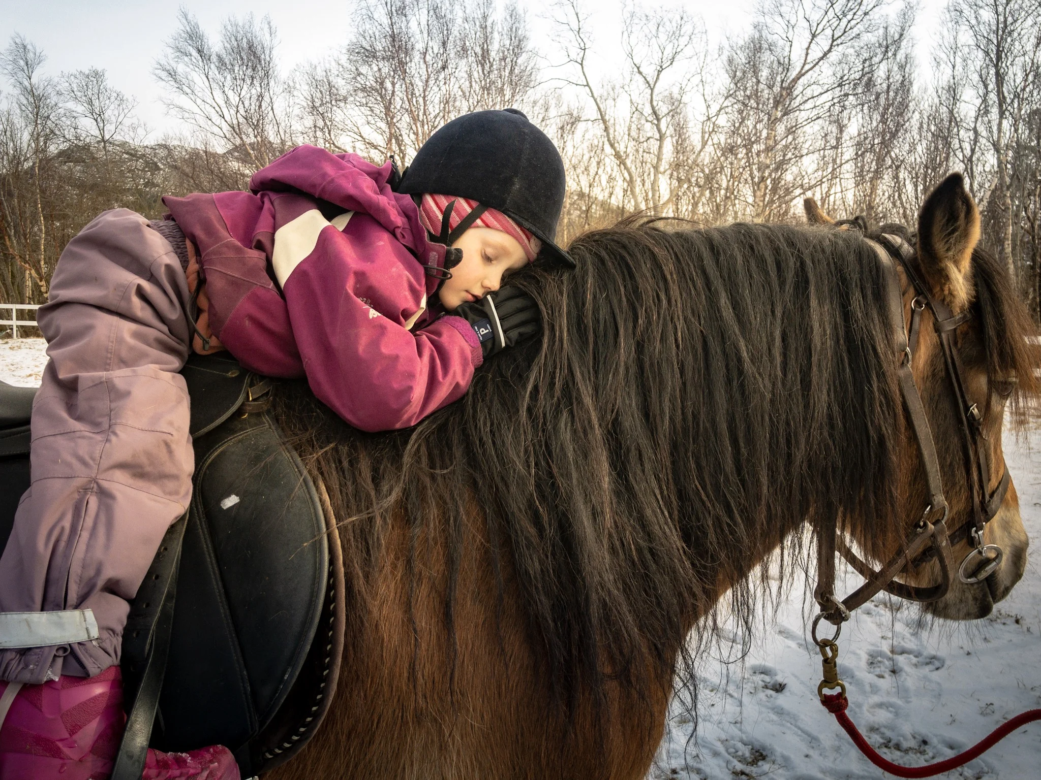 Dølahest - kaldt hode, varmt hjerte
