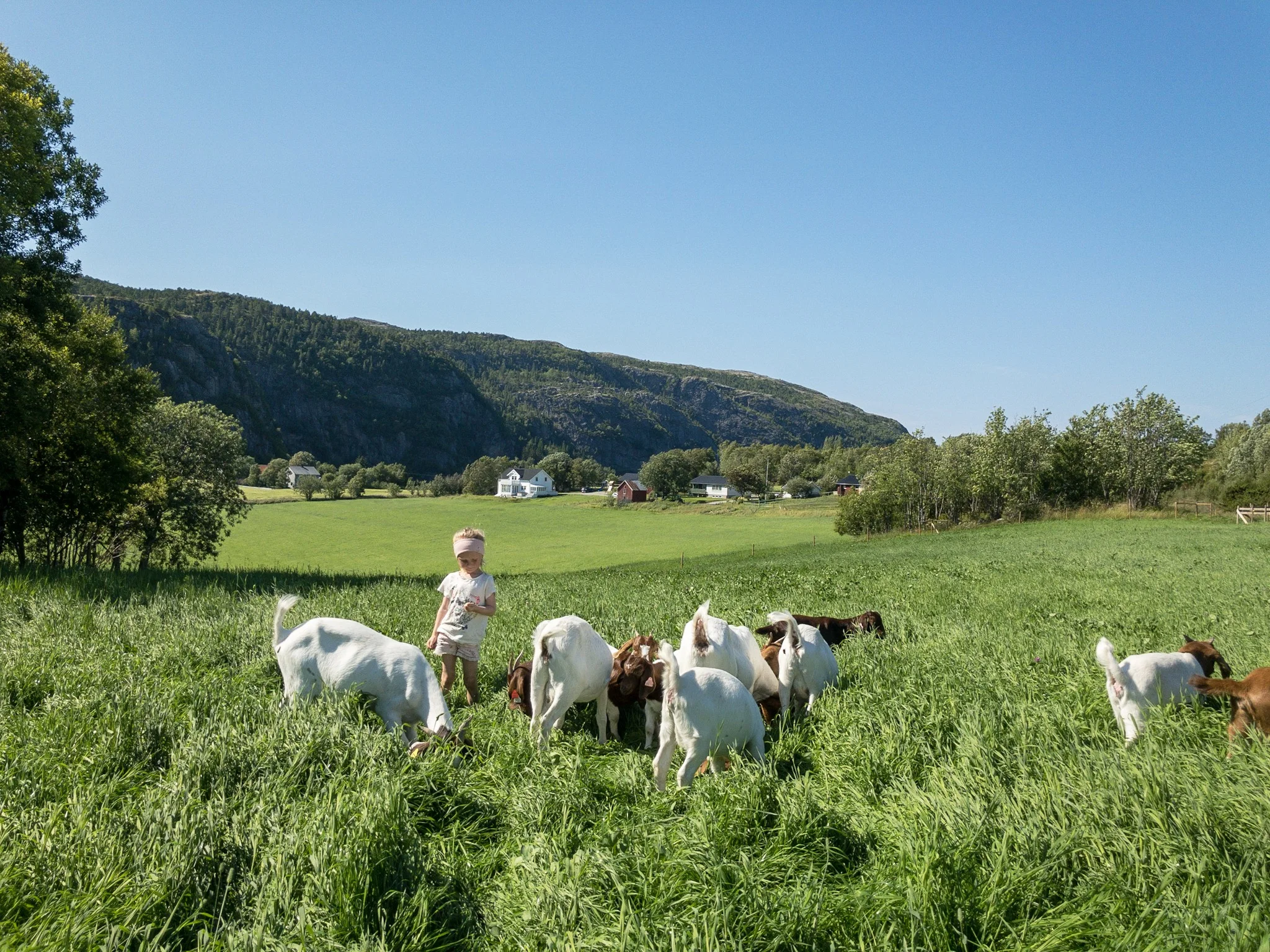Hva spiser geitene våre?