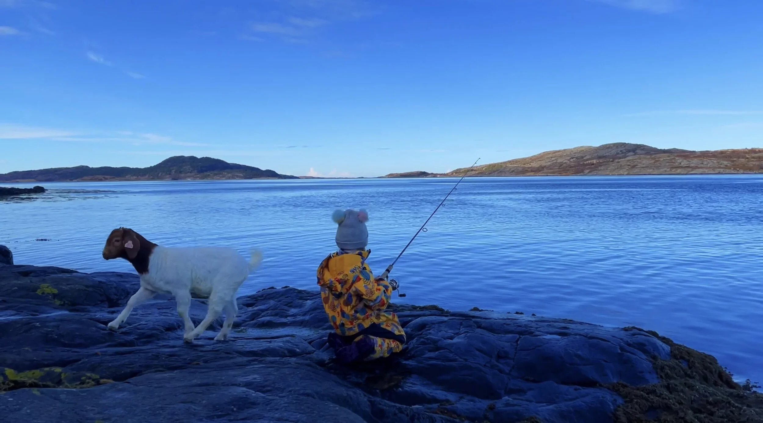 Ronja - geit eller hund ?