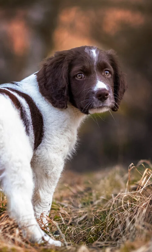 Velkommen lille venn!