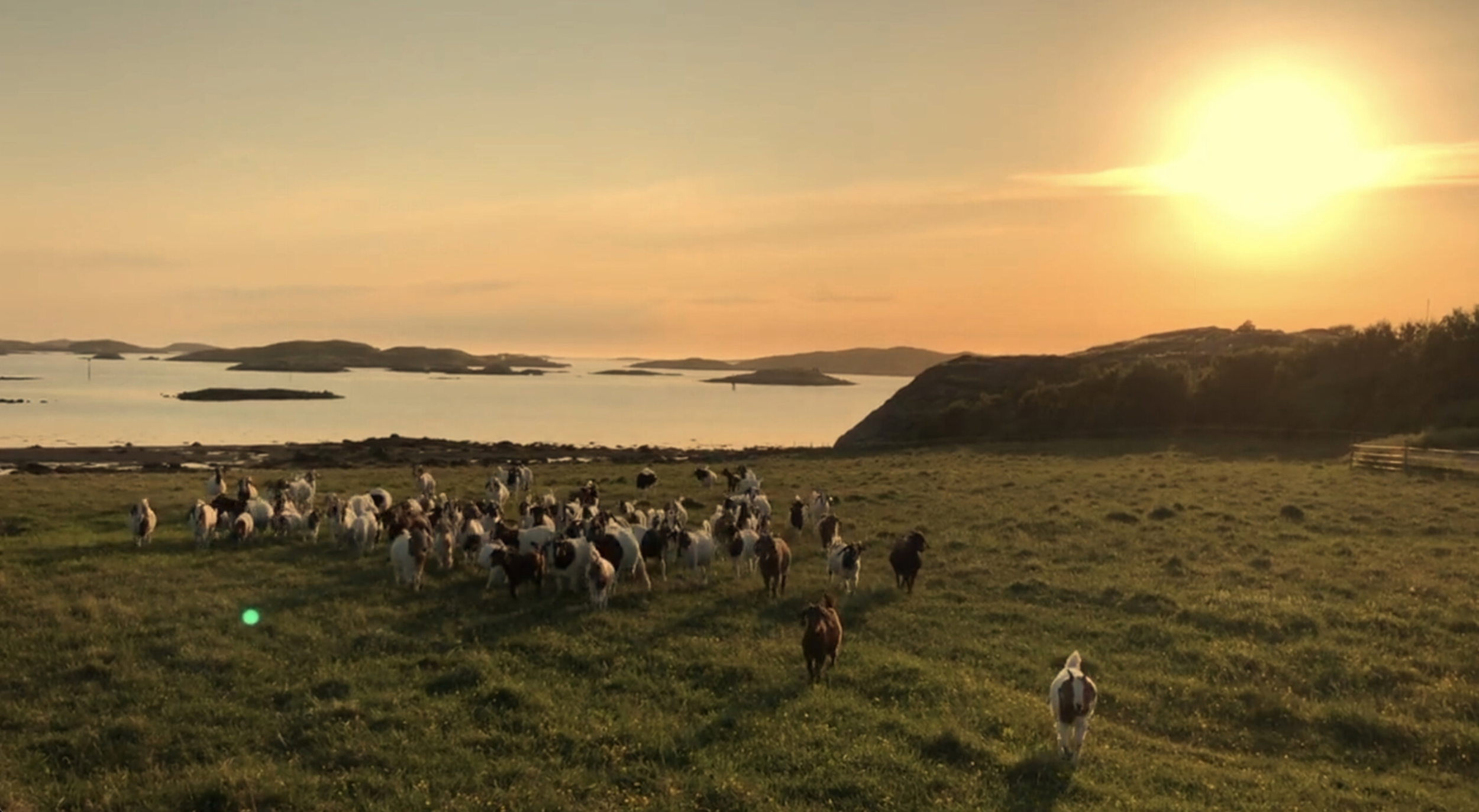 Nå selger vi årets kje 2021!