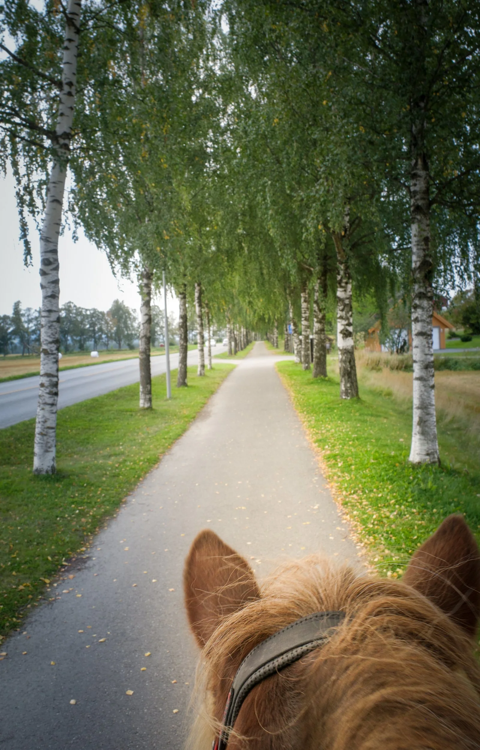 Dag 18 - Stiklestad til Okkenhaug