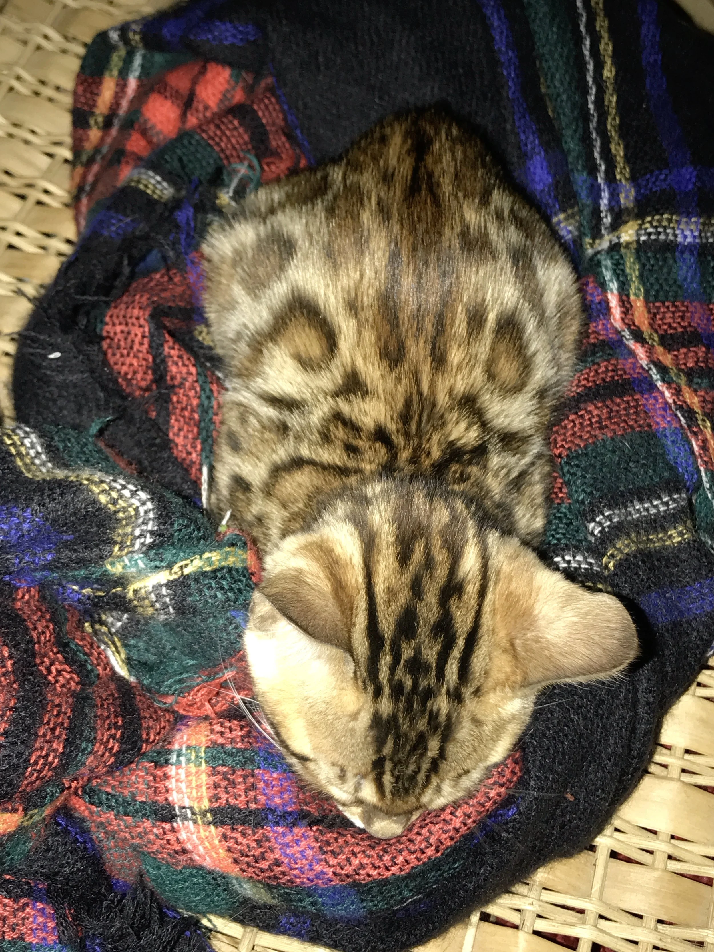 Her markings are stunning!
