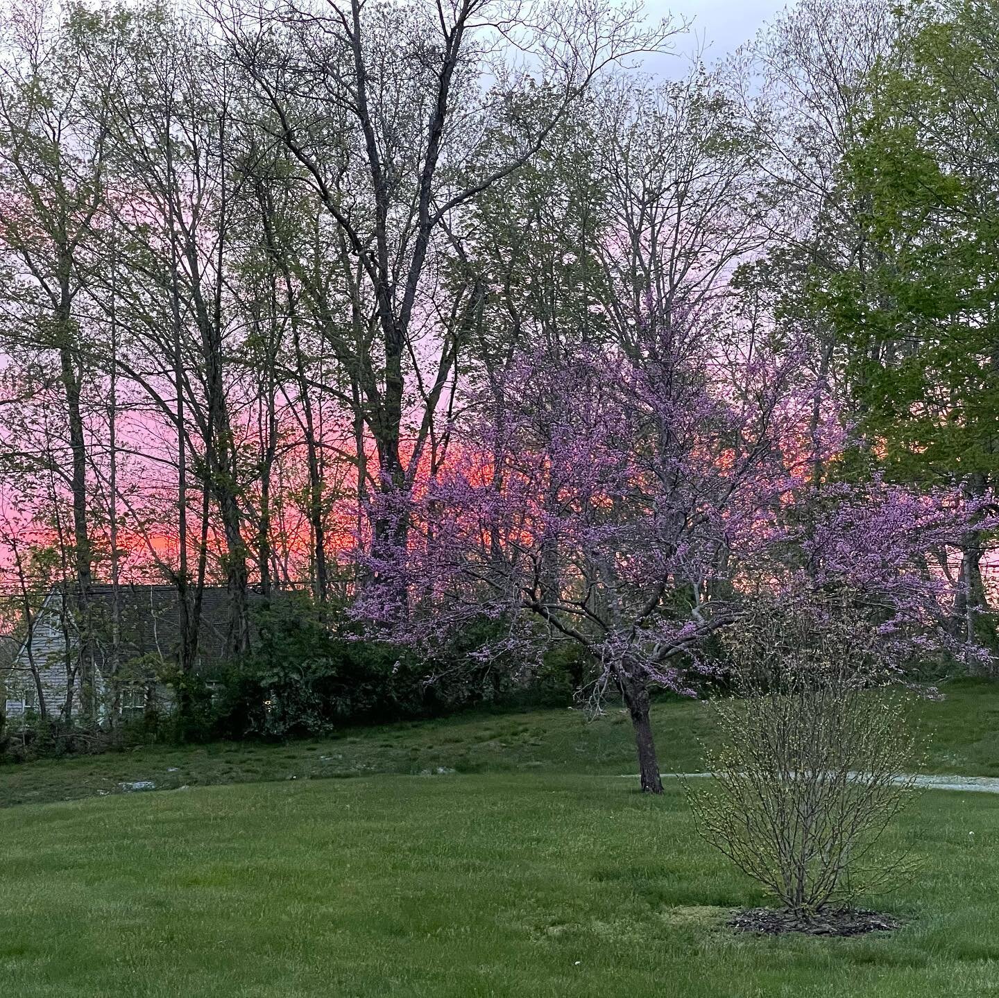 Red bud tree and white dogwoods at fire 🔥 sunset... Momma's Day Rhododendron from @hawesme in bloom... 💕💗