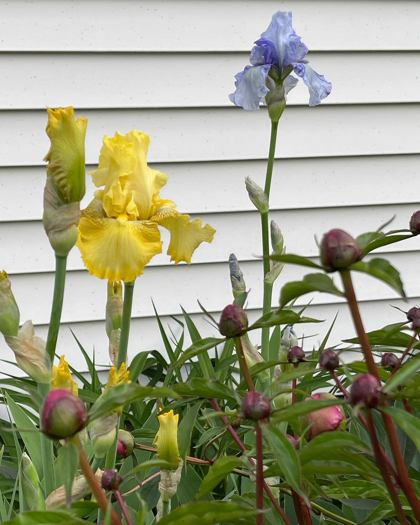 The first beauties to bloom this spring!