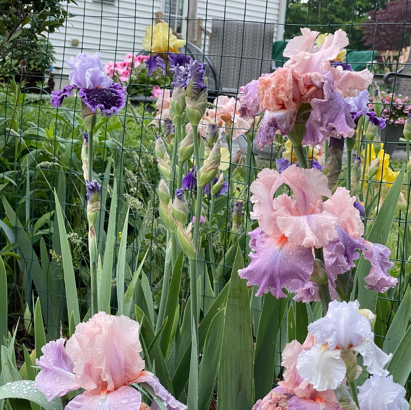 I am overwhelmed this morning with what happened over-night in the garden.  The iris have all bloomed at once and I am amazed with the beauty of it all.  The pictures barely do it justice.  The beauty and incredible detail in God's creativity makes m